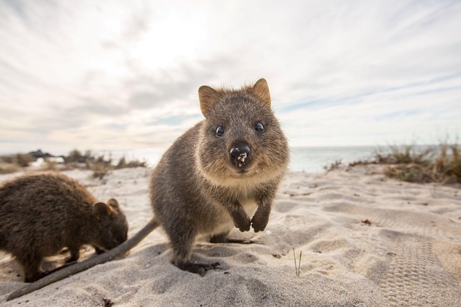 Rottnest Bayseeker Bus Tour from Hillarys Boat Harbour - Key highlights at a glance