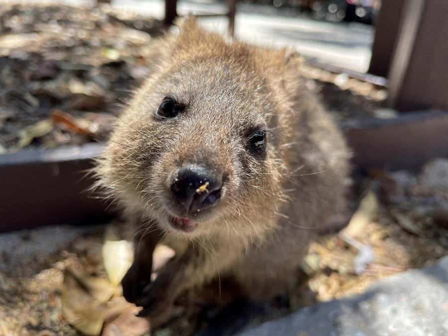 Rottnest Island 1.75 Hour Bayseeker Island Tour - Salt lakes, woodlands, and the island’s living details