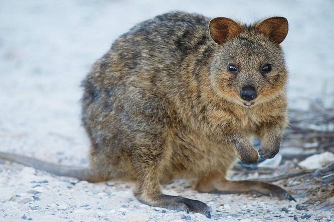 Rottnest Island Bayseeker Day Trip from Perth - Who Should Book This Rottnest Bayseeker Trip