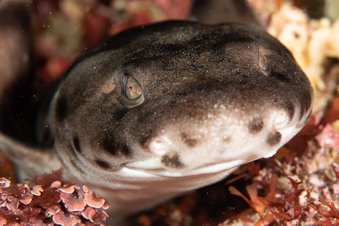 Rottnest Island Boat Dive Day Trip including Lunch - Gear, Air Cylinders, and Comfort Tips for a Long Day