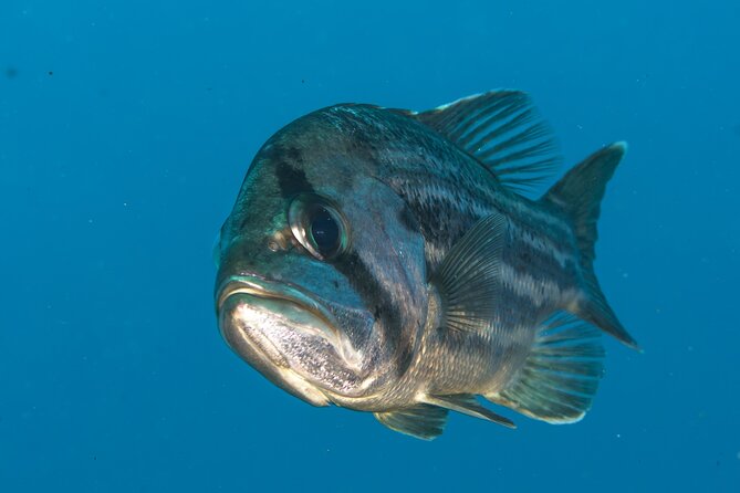 Rottnest Island Boat Dive Day Trip including Lunch - Who This Rottnest Island Catamaran Trip Fits Best