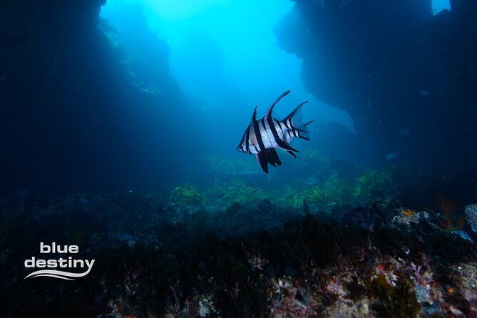 Rottnest Island Boat Dive Day Trip including Lunch - Your Underwater Sessions Around Rottnest: What You’re Actually Chasing