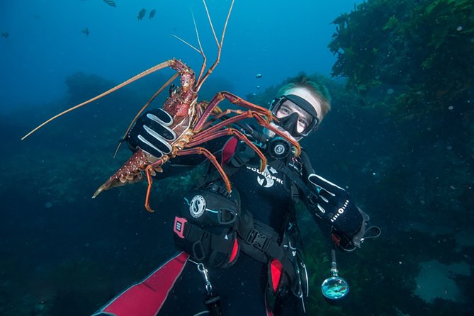Rottnest Island Deep Dive Day Trips - Key Highlights I’d Book For