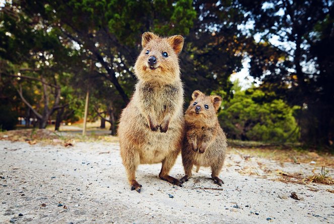 Rottnest Island Deep Dive Day Trips - Food and Onboard Breaks: The Stuff That Makes a Long Water Day Work