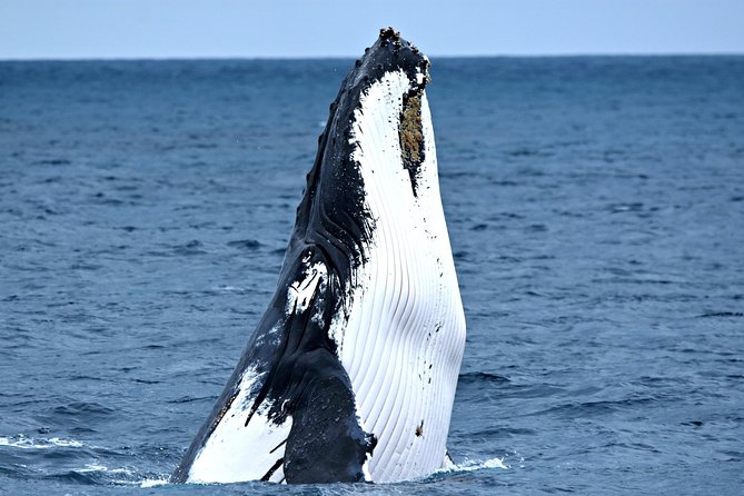 Rottnest Island Deep Dive Day Trips - Two Deep Underwater Sessions (Minimum 30m): The Diver-Only Part You Must Respect