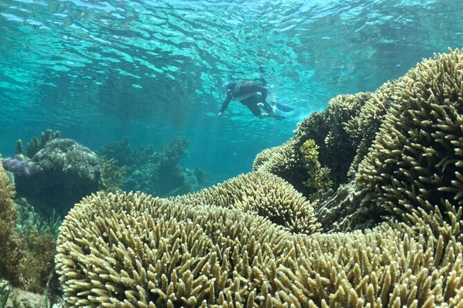 Rottnest Island Guided Snorkel Boat Experience - Snorkeling in Protected Bays: Calm Water, Clear Viewing