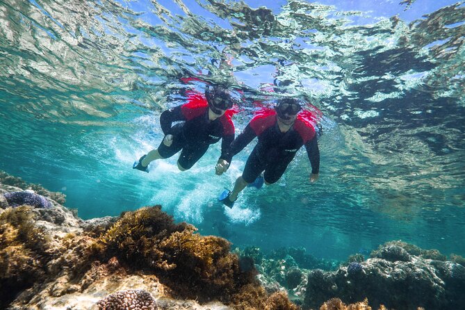 Rottnest Island Guided Snorkel Boat Experience - The Underwater Highlights: Fish, Coral, and Shipwrecks