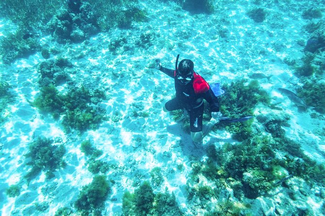 Rottnest Island Guided Snorkel Boat Experience - How the Guides Make It Worth It (Including Sophie and Chloe)