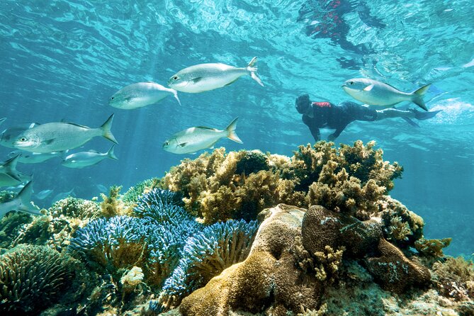 Rottnest Island Guided Snorkel Boat Experience - Your Money at $121.21: What You’re Paying For