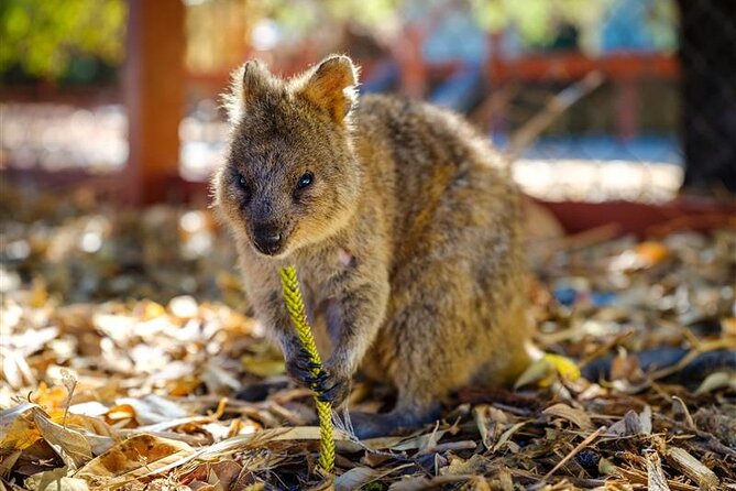 Rottnest Island Round Trip Ferry from Fremantle - Island Freedom: Beaches, Bays, Trails, and Quokkas