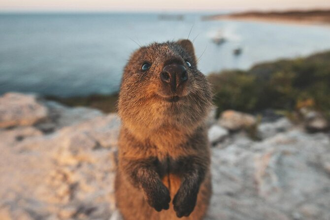 Rottnest Island Round-Trip Ferry from Perth - Ferry Day From Perth to Rottnest: A Practical 7-8 Hour Plan