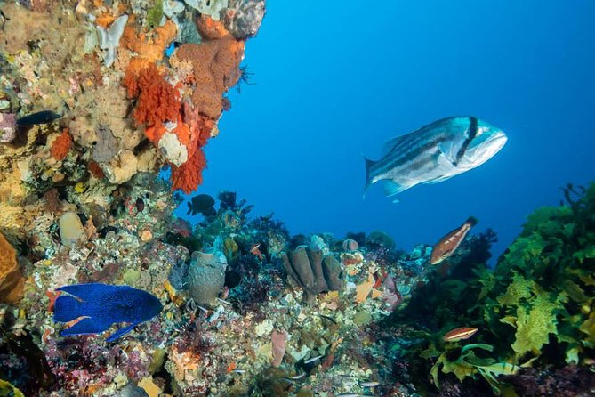 Rottnest Island scuba dive tour - Blue Destiny 68ft catamaran: space, comfort, and a strong food plan
