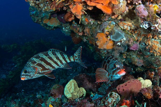 Rottnest Island scuba dive tour - Underwater options: SCUBA sessions, snorkels, or a slower day