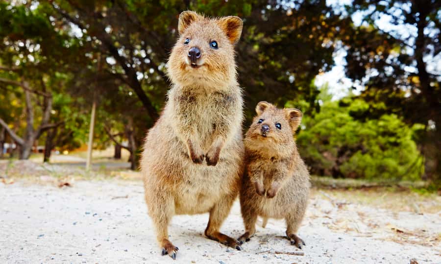 Rottnest Island Segway 1-Hour Settlement Tour - Key highlights worth planning for