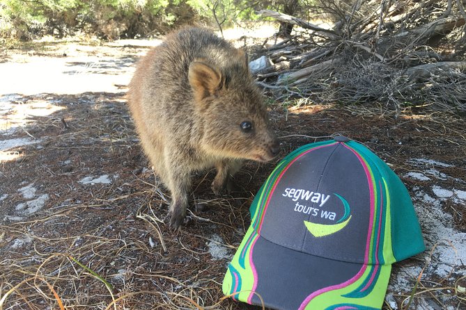 Rottnest Island Segway Tour: Fortress Adventure Tour - Bickley Battery and Jubilee Hill Observation Post: WWII views you can feel
