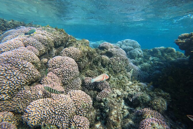Rottnest Island 'Snorkel and Sail' - Rottnest Snorkel and Sail: A Better Way to See the Coast