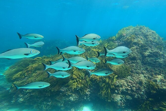 Rottnest Island 'Snorkel and Sail' - Guided Snorkel: What You Might See Underwater