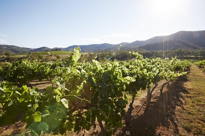Scenic Hunter Valley Tour with Wine and Cheese Tastings - Hunter Valley Smelly Cheese Shop - Hall of Food