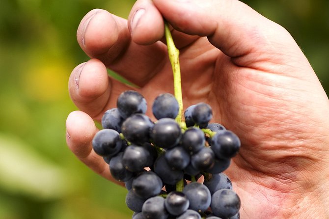 Scenic Hunter Valley Tour with Wine and Cheese Tastings - Head Back to Sydney: Comfort Stops and a Final Food-to-Sunset Stretch