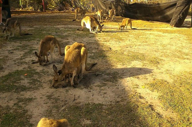 Scooter Wildlife & Sunset Tour - Quick Booking Checklist (So Your Evening Runs Smooth)