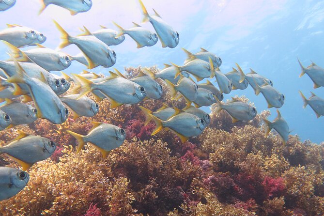 Scuba Dive The Beautiful Rottnest Island for Certified divers - Who this Rottnest scuba trip is best for