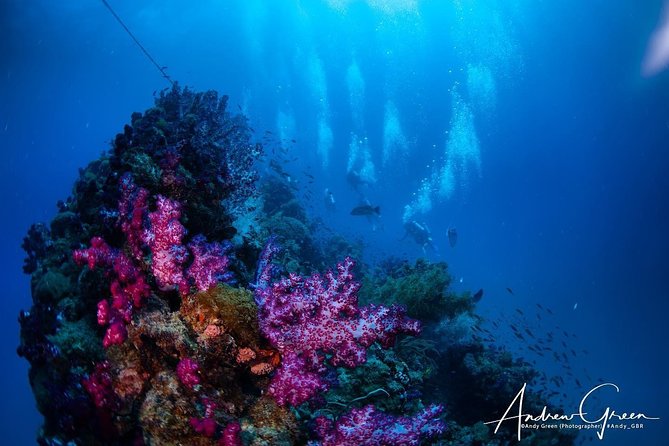 Scuba Dive the S.S. Yongala Wreck on the Great Barrier Reef. - SS Yongala and the Reef Wildlife: Why This Wreck Matters