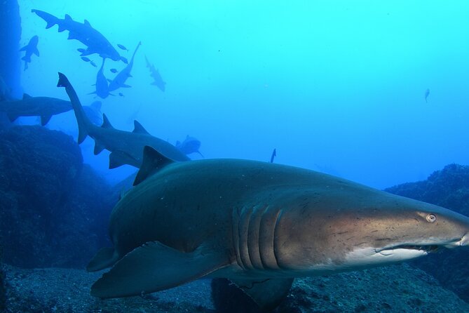 Scuba Dive With Grey Nurse Sharks in Bushrangers Bay - Key Things You Should Know First