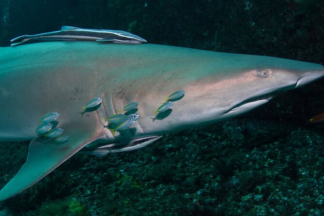 Scuba Dive With Grey Nurse Sharks in Bushrangers Bay - Grey Nurse Shark Sanctuary at Bushrangers Bay: what you’re really paying for