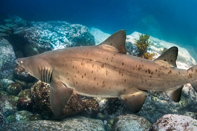 Scuba Dive With Grey Nurse Sharks in Bushrangers Bay - Meet Your Guides: Mark, Raul, Jean, and Roman’s common thread