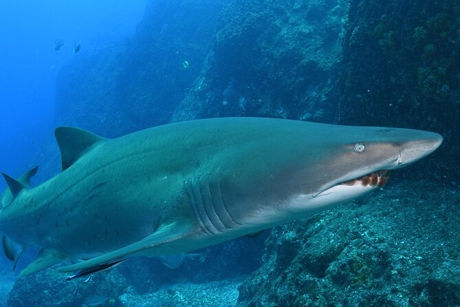 Scuba Dive With Grey Nurse Sharks in Bushrangers Bay - What You Might See Besides Grey Nurse Sharks