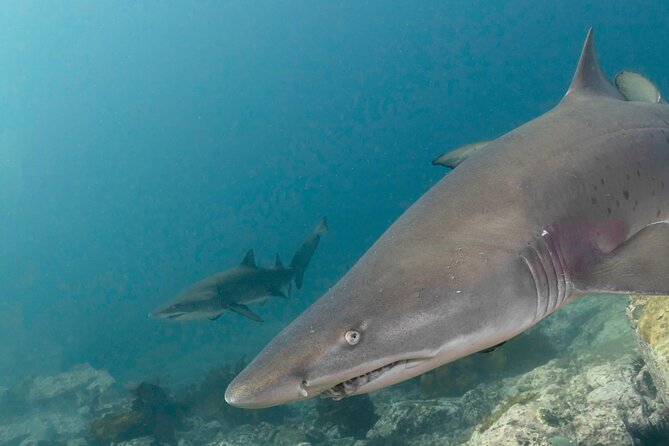 Scuba Dive With Grey Nurse Sharks in Bushrangers Bay - Bondi Morning Logistics: the 6:30 am meet that shapes the whole day