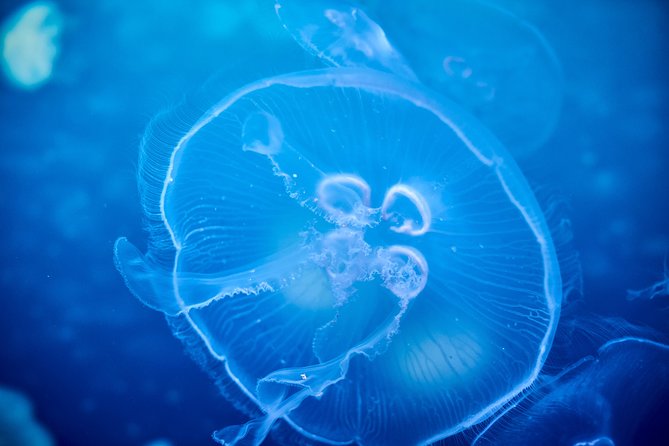 SEA LIFE Melbourne Aquarium Admission Ticket - Key Takeaways Before You Go