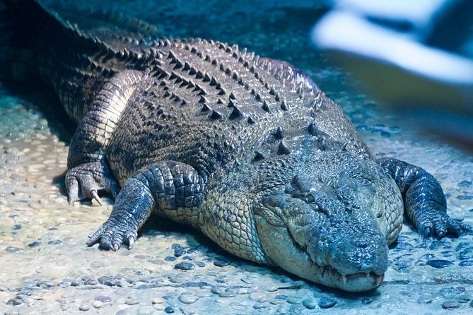 SEA LIFE Melbourne Aquarium Admission Ticket - Animal feedings, lectures, and the 4D short film option