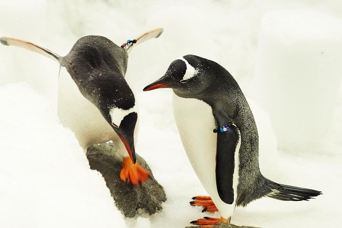 SEA LIFE Melbourne Aquarium Admission Ticket - Digital Photo Pass: how to use it without losing time
