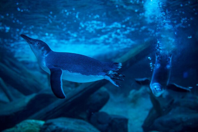 SEA LIFE Sunshine Coast Aquarium Entrance Ticket - Shark Shipwreck and Bay of Rays: planning around the biggest wow factor
