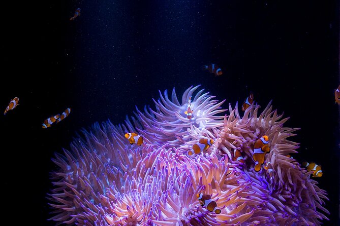 SEA LIFE Sunshine Coast Aquarium Entrance Ticket - Jellyfish Kingdom and keeper talks: what to watch and when
