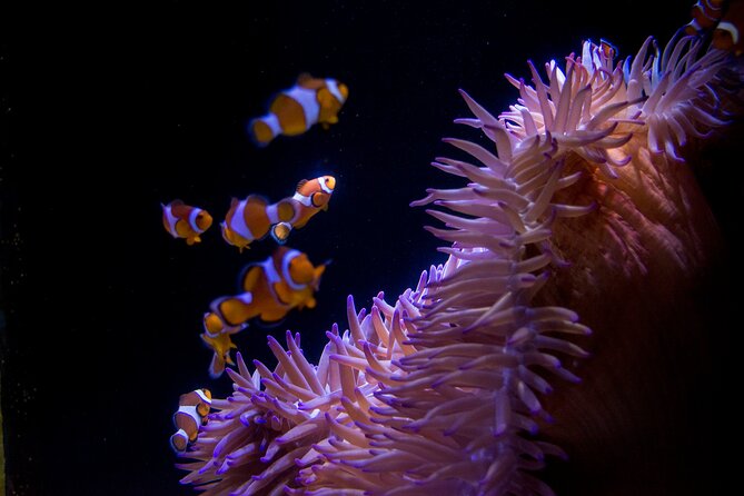 SEA LIFE Sunshine Coast Aquarium Entrance Ticket - Entering the aquarium: the easiest path to maximum animal views