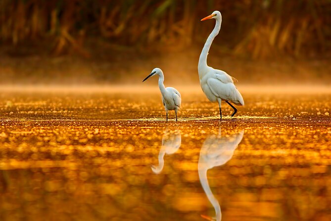 Serenity Cruise to Australia's Everglades - Wildlife spotting: plan for birdlife, roos, and the occasional surprise