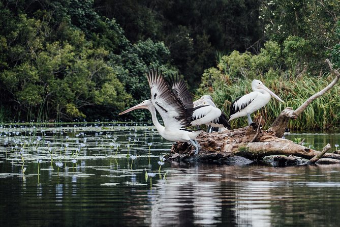 Serenity Cruise to Australia's Everglades - Price and value: is $67.42 worth it?