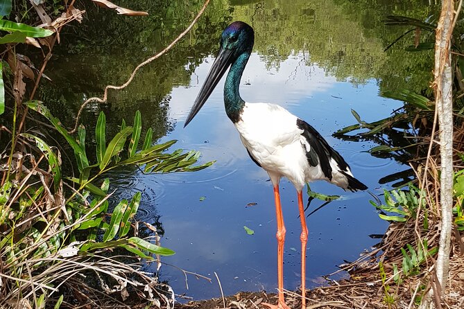 Shared Shuttle Return Transfers (ex Port Douglas) Transfers Only - The 30-minute lagoon feeding boat cruise: the moment to plan around