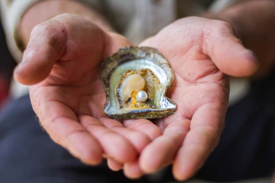 Shell to Showroom - Sydney's only Pearl Farm Experience - Sydney’s only pearl farm visit: Mooney Mooney to the Hawkesbury fast
