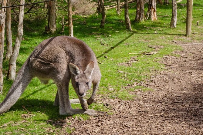 Shore Excursion Melbourne, Sights, Kangaroos, Koalas Lunch & Wine - Moonlit Sanctuary Wildlife Conservation Park: kangaroos, koalas, and real rules
