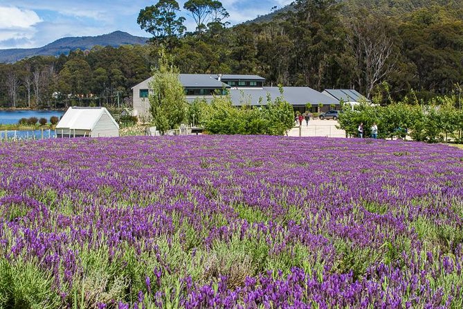 Shore Excursion - Port Arthur - Tasman Peninsula - Stop by stop: chocolate, seafood, sea cliffs, and lavender