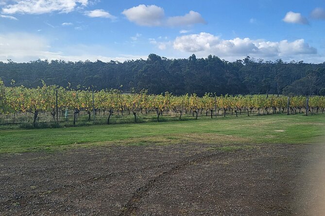 Signature Wine Tour - Hobart & SE Tasmania - Wicked Cheese Co.: the stop that makes your tastings make sense
