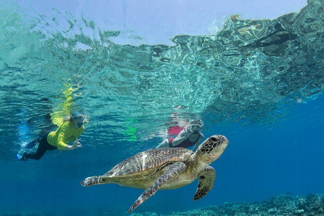 Silverswift Dive and Snorkel Great Barrier Reef Cruise - Three reef stops off Cairns: what each place usually offers