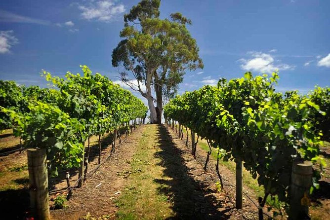 Small Group Adelaide Hills and Hahndorf Hideaway Tour from Adelaide - Mount Lofty Summit: the short stop that gives you instant perspective