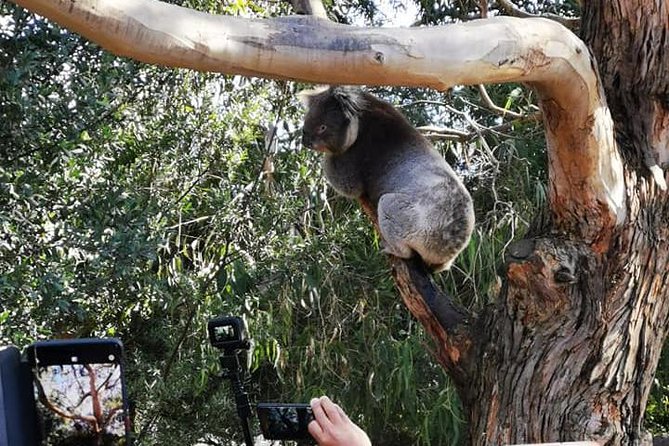 Small-Group Great Ocean Road Day Trip from Melbourne - The Driver-Guide Factor: Humor, Wildlife Spotting, and On-the-Road Teaching