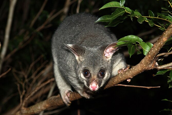 Small Group Kangaroo Island Evening and Night Tour - Key Things to Know Before You Go