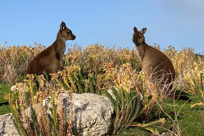 Small Group Kangaroo Island Tour - Seal Bay - Stokes Bay at evening: kangaroos and wallabies grazing + a rock tunnel