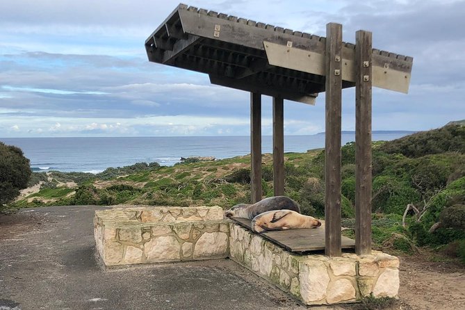 Small Group Kangaroo Island Tour - Seal Bay - Pickup, route style, and what “8 hours” feels like